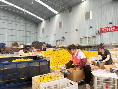 ‘外貿+內銷’兩條腿走路，助力果品企業搶訂單拓市場