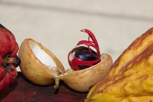 秋日美食 熱帶果品馬斯喀特的健康之旅