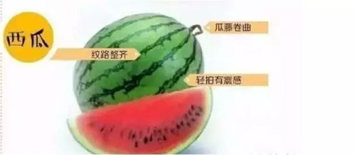 老果農泄露挑選水果的獨家秘笈